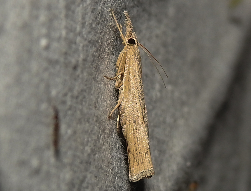 Pediasia contaminella - mocskos fűgyökérmoly