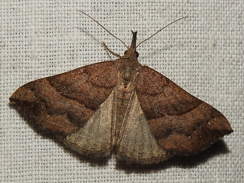 Hypena proboscidalis - ormányos karcsúbagoly