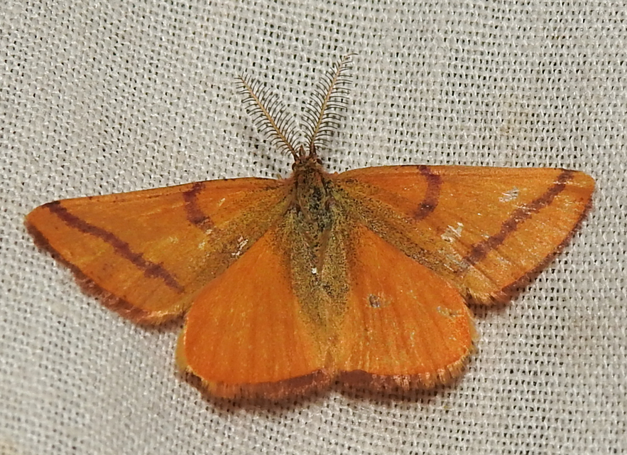 Lythria purpuraria - bíborsávos araszoló