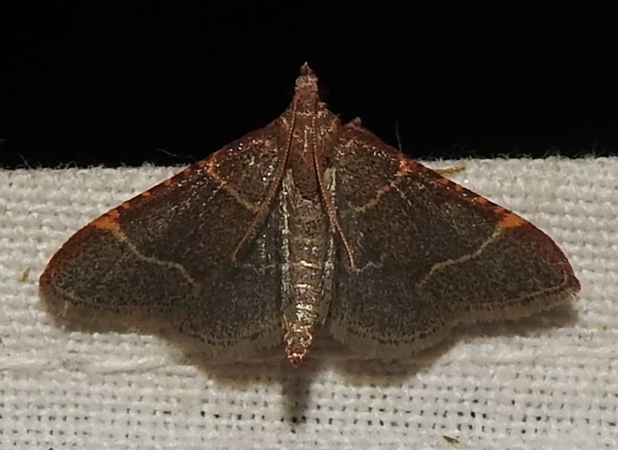 Hypsopygia glaucinalis - rezes fényilonca