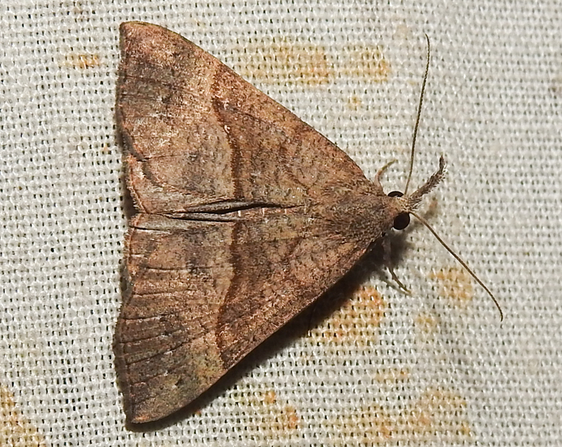 Hypena proboscidalis - ormányos karcsúbagoly