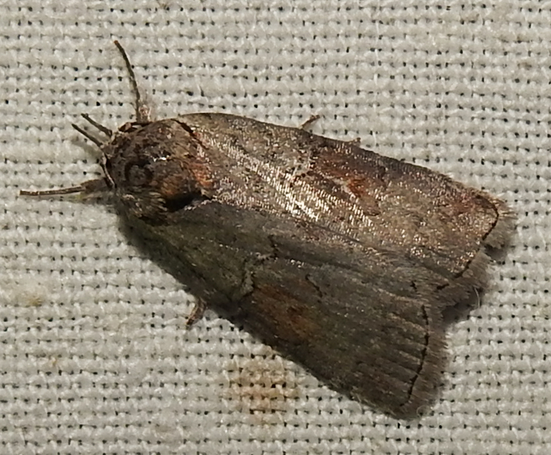 Nycteola asiatica - nyárfa-trapézbagoly