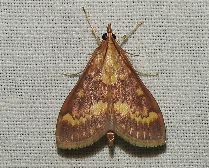 Ostrinia nubilalis - kukoricamoly