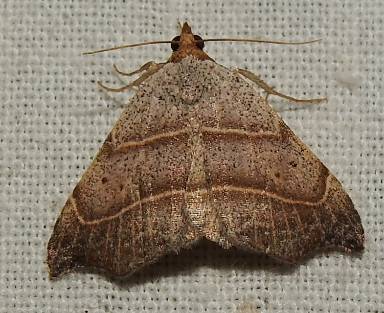 Laspeyria flexula - zuzmóbagoly