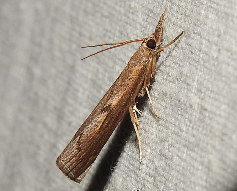 Pediasia contaminella - mocskos fűgyökérmoly