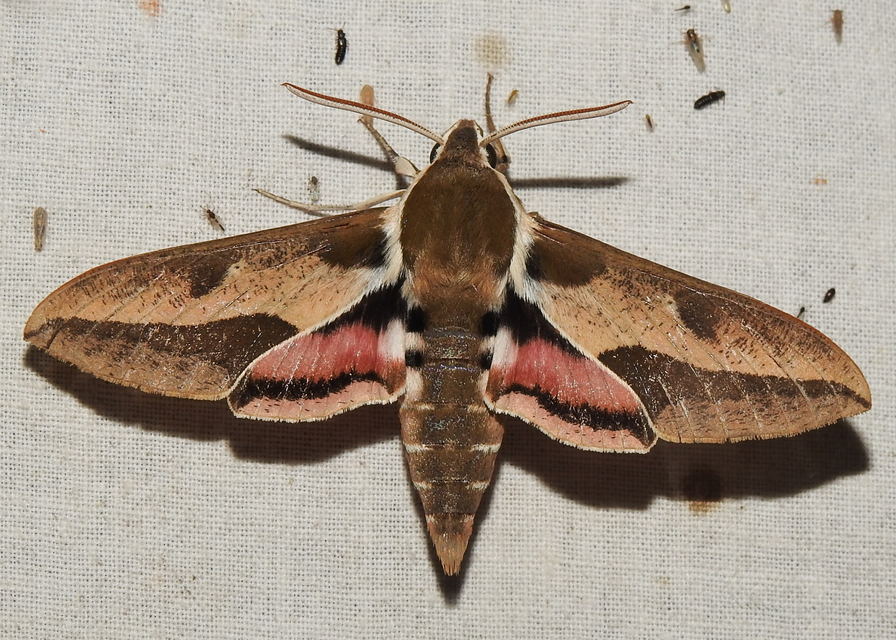 Hyles euphorbiae - kutyatejszender