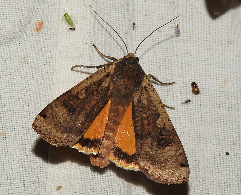 Noctua pronuba - nagy sárgafűbagoly