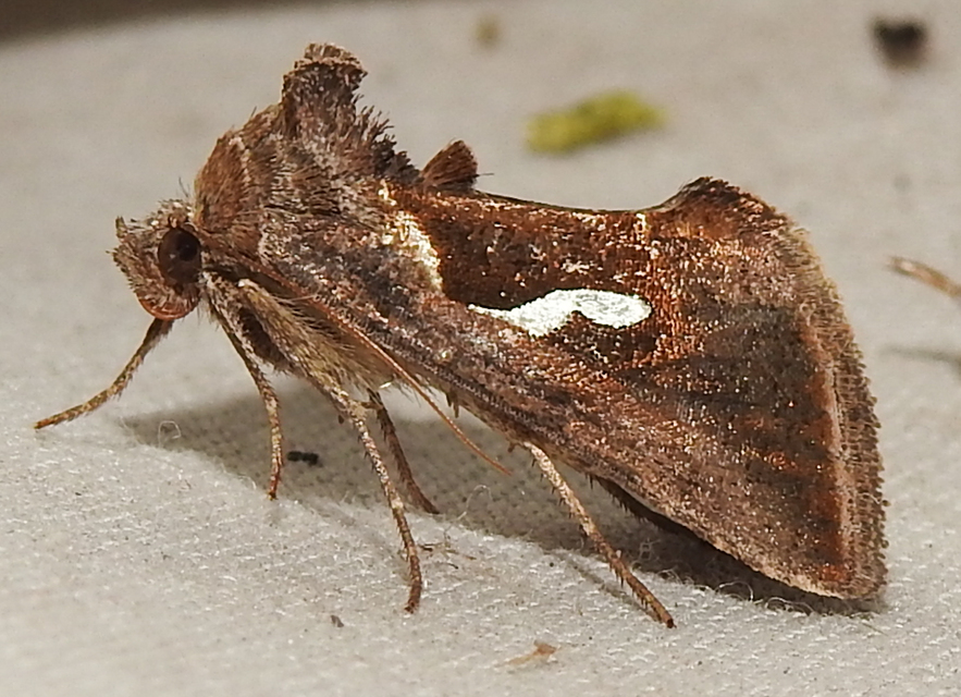 Macdunnoughia confusa - cseppfoltos ezüstbagoly