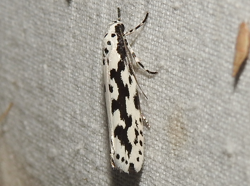 Ethmia candidella - őszi feketemoly