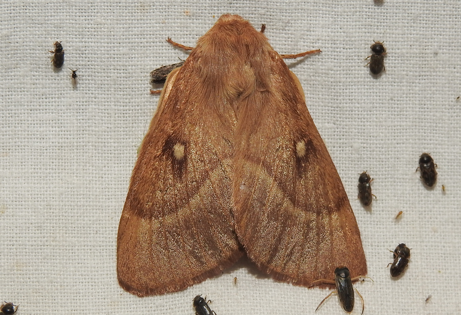 Lasiocampa trifolii - lóhereszövő