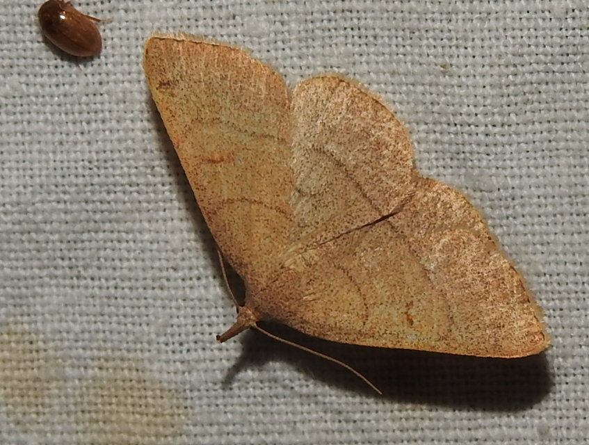 Paracolax tristalis - sárgás karcsúbagoly