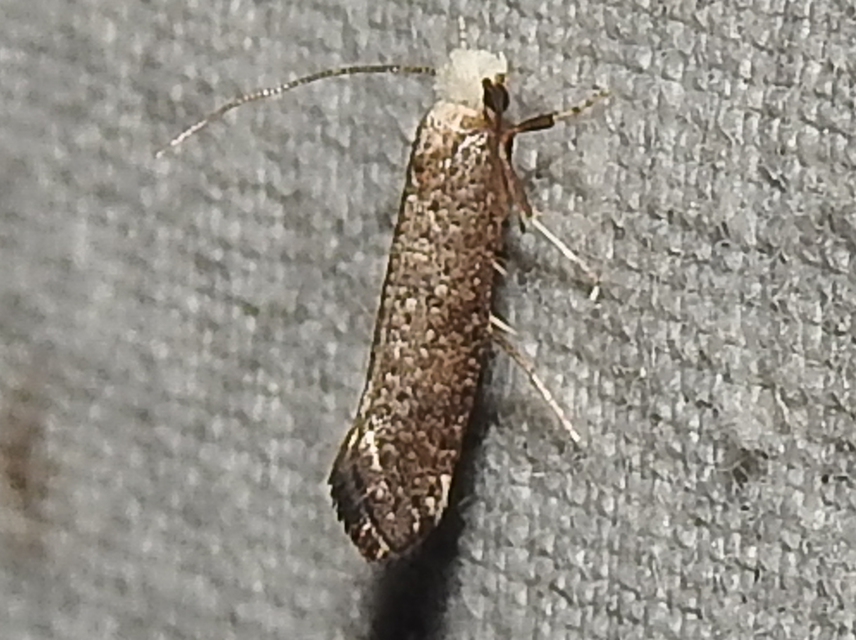 Yponomeutidae - pókhálós-molyfélék