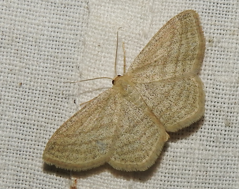 Scopula virgulata - vesszős sávosaraszoló