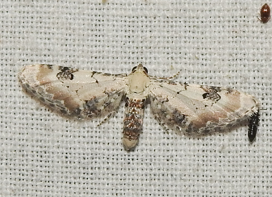 Eupithecia centaureata - búzavirág-törpearaszoló