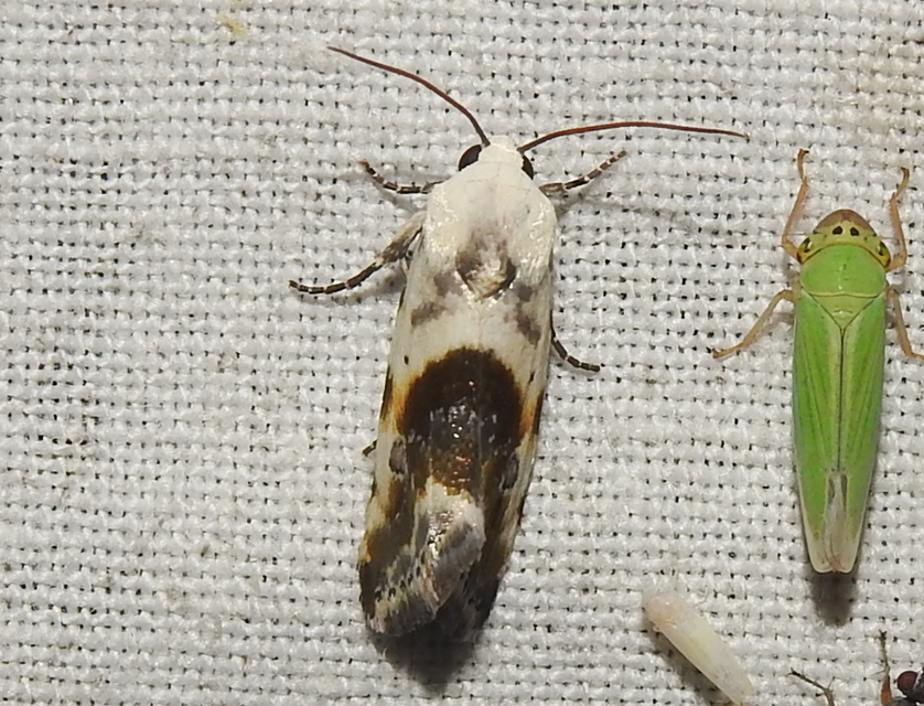 Ponometia candefacta - parlagfűbagoly