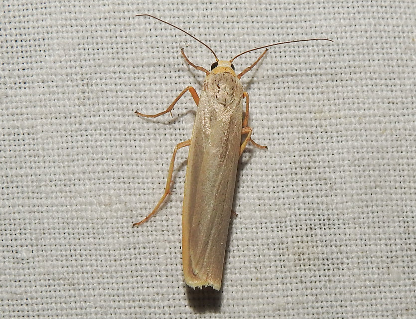 Eilema complana - közönséges zuzmószövő