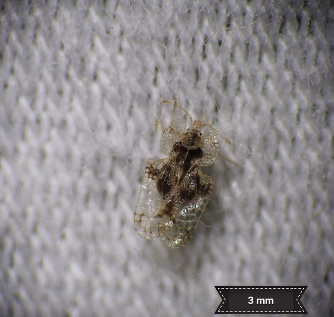 Corythucha arcuata - tölgy-csipkéspoloska