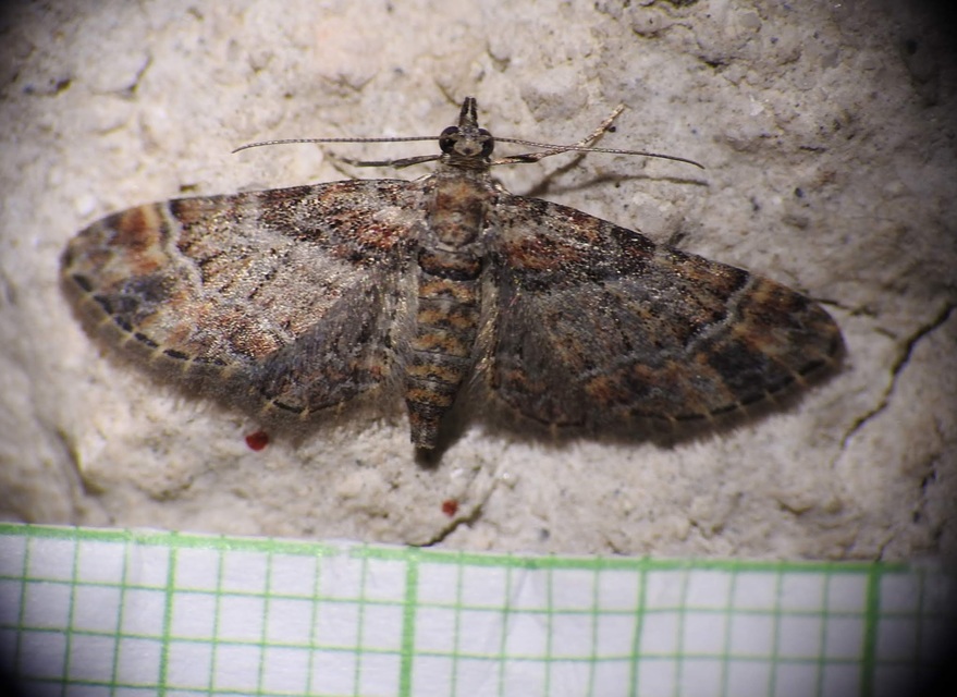 Gymnoscelis rufifasciata - vöröscsíkos törpearaszoló