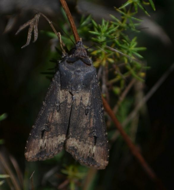 Agrotis ipsilon - nagy földibagoly