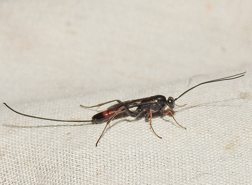 Lissonota