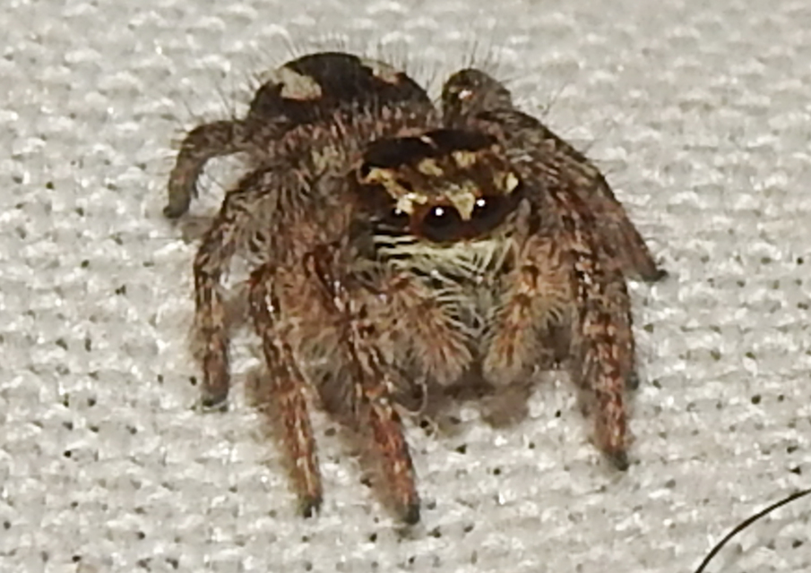 Philaeus chrysops - piros ugrópók