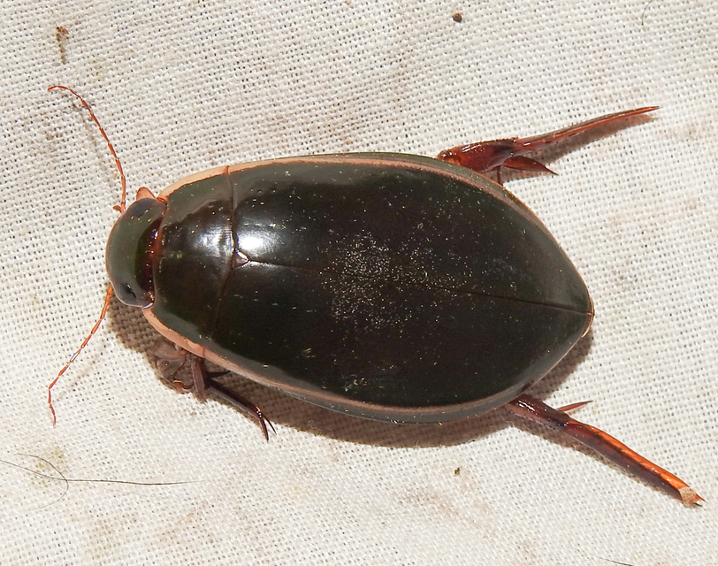 Cybister lateralimarginalis - nagy búvárbogár