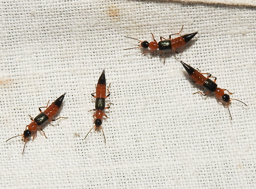 Paederus fuscipes - kis partiholyva Paederus fuscipes - kis partiholyva