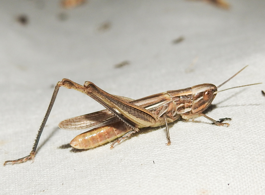 Euchorthippus pulvinatus - karcsú rétisáska