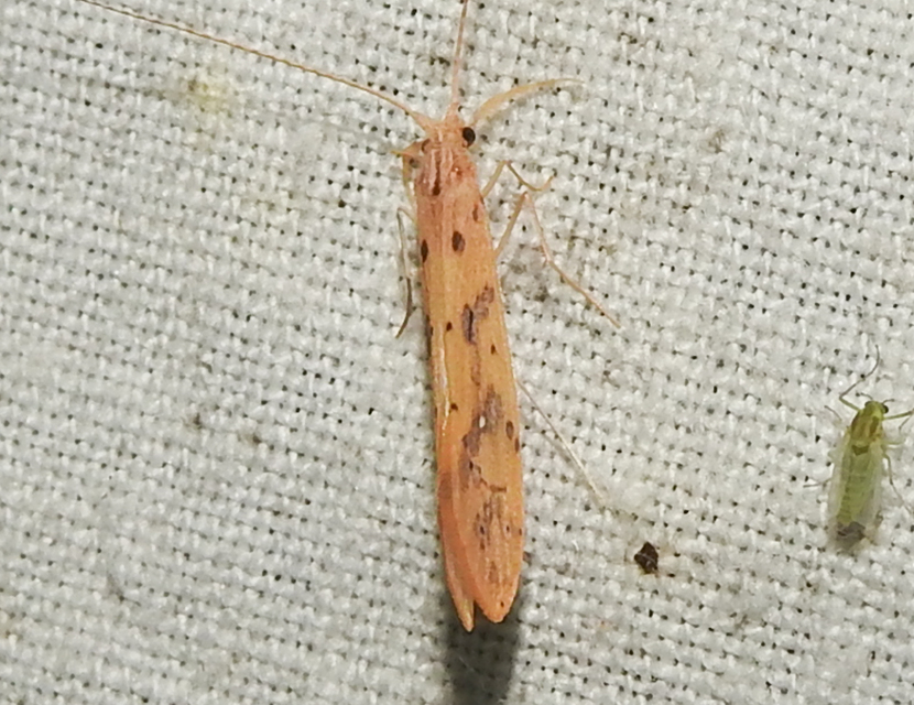 Trichoptera - Tegzesek