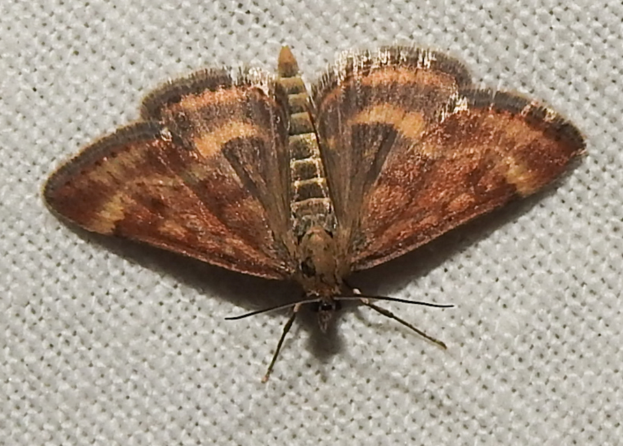 Pyrausta despicata - réti bíbormoly