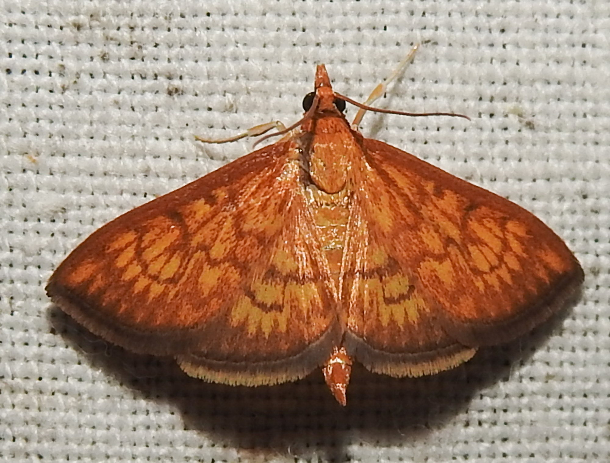 Ecpyrrhorrhoe rubiginalis - rozsdavörös tűzmoly