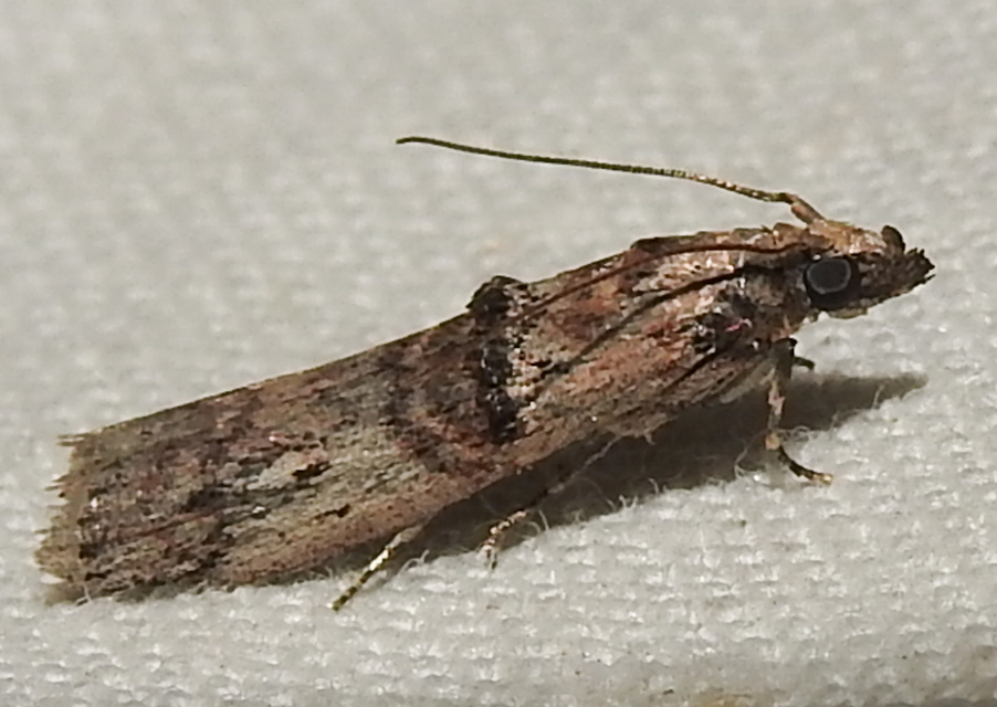 Nephopterix angustella - kecskerágó-karcsúmoly