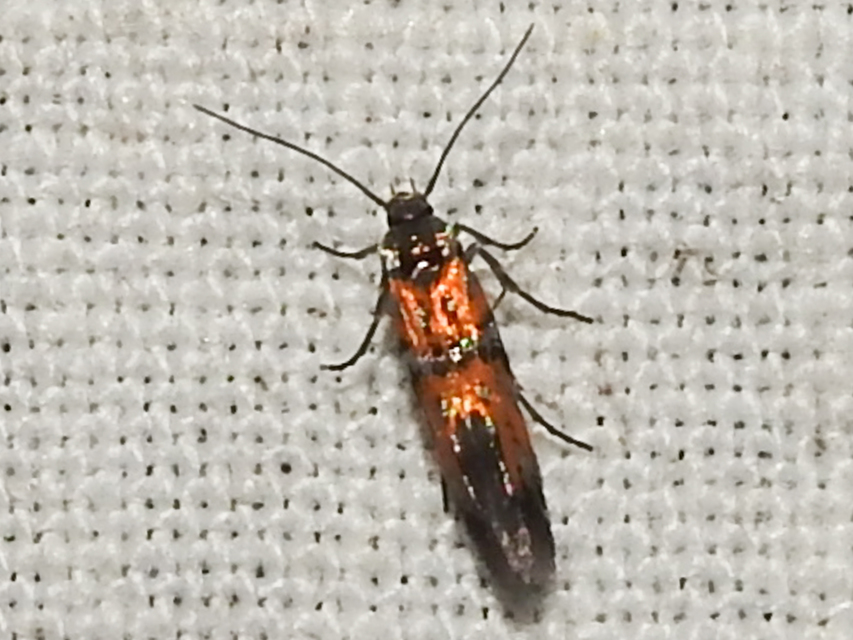 Chrysoesthia drurella - labodarágó sarlósmoly