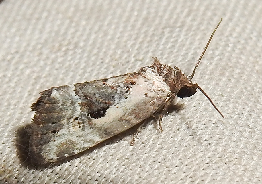 Hapalotis venustula - rózsaszínű mázasbagoly