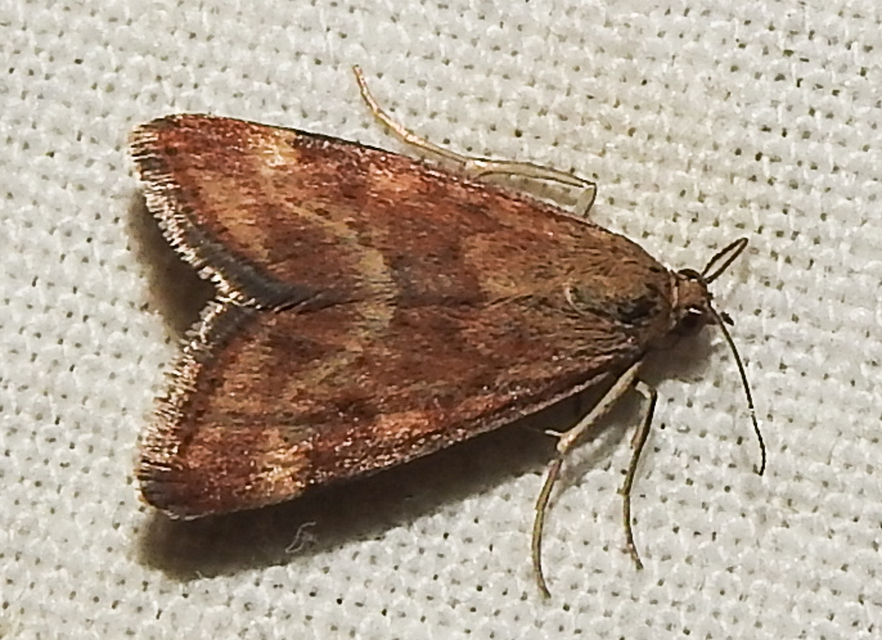 Pyrausta despicata - réti bíbormoly