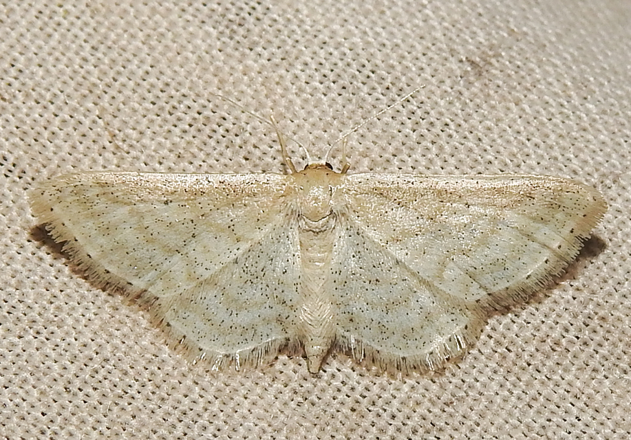 Idaea sylvestraria - szürke sávosaraszoló