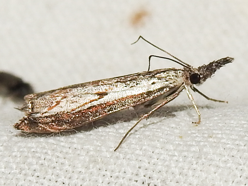 Platytes alpinella - moharágómoly