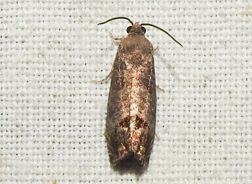 Cydia pomonella - almamoly