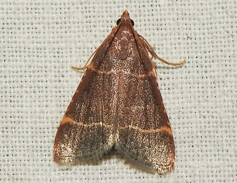 Hypsopygia glaucinalis - rezes fényilonca