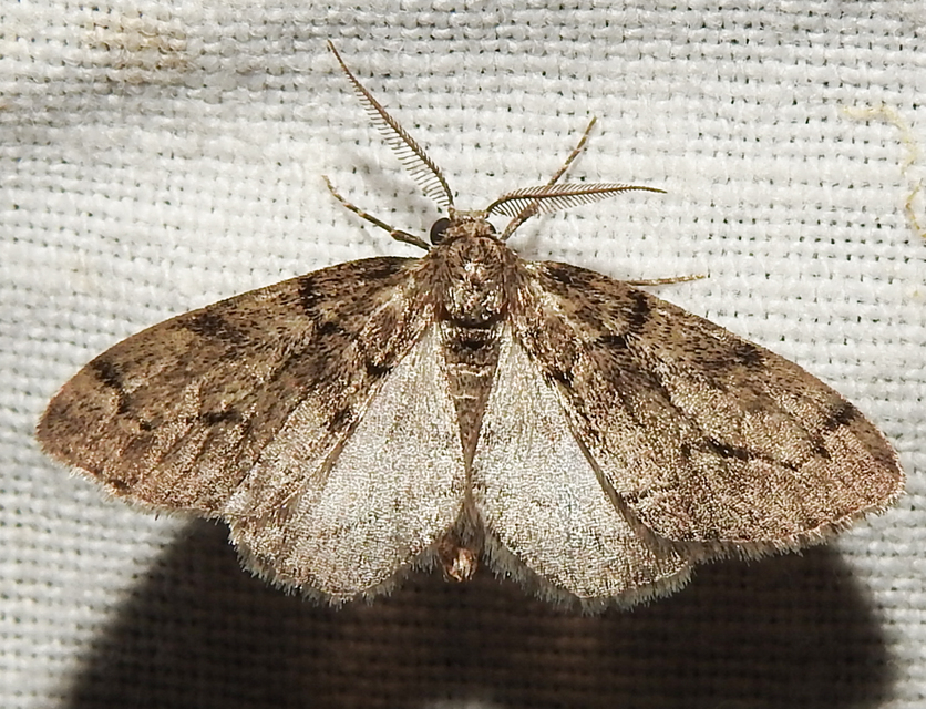 Tephronia sepiaria/Eumannia lepraria