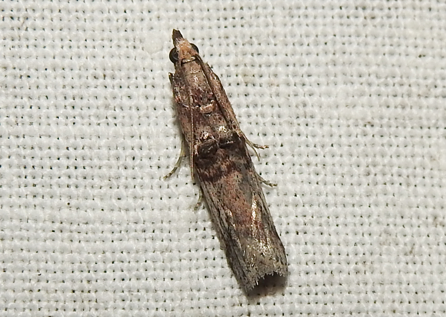 Nephopterix angustella - kecskerágó-karcsúmoly