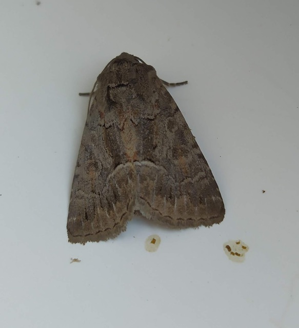 Thalpophila matura - fakó erdeibagoly