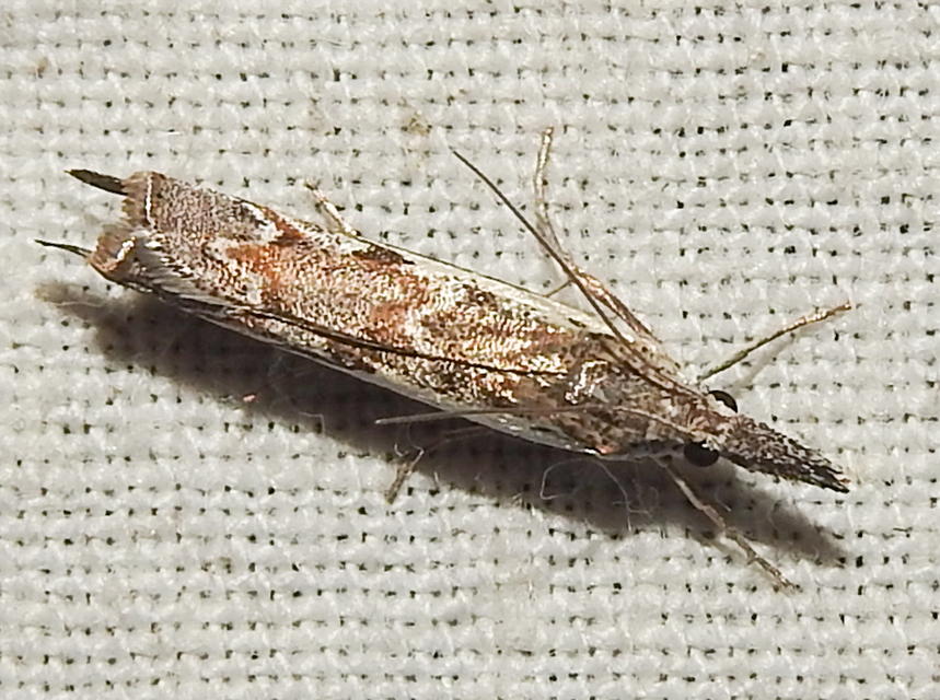 Platytes alpinella - moharágómoly