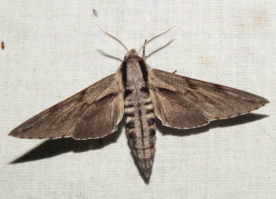 Hyloicus pinastri - fenyőszender