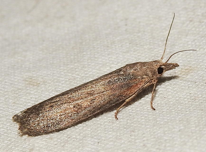Lamoria