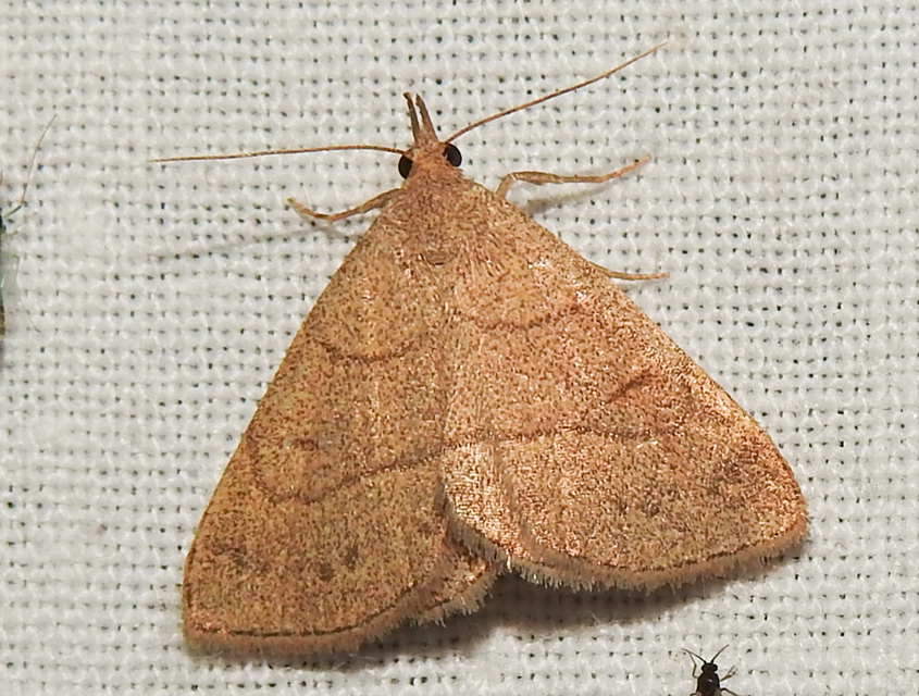 Paracolax tristalis - sárgás karcsúbagoly