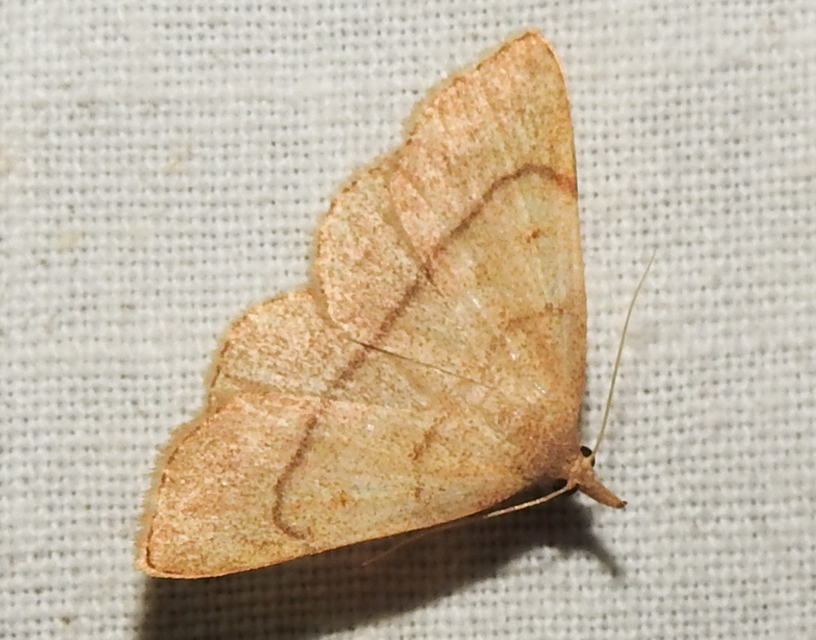 Paracolax tristalis - sárgás karcsúbagoly