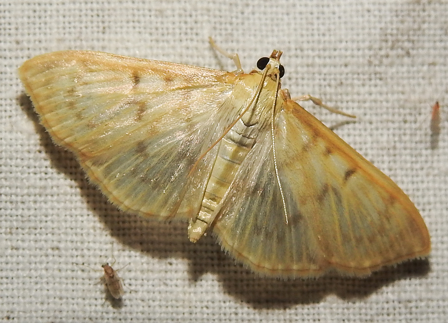 Patania ruralis - csalánevő tűzmoly