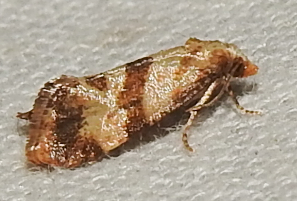 Phalonidia contractana - pipitér-fúrómoly
