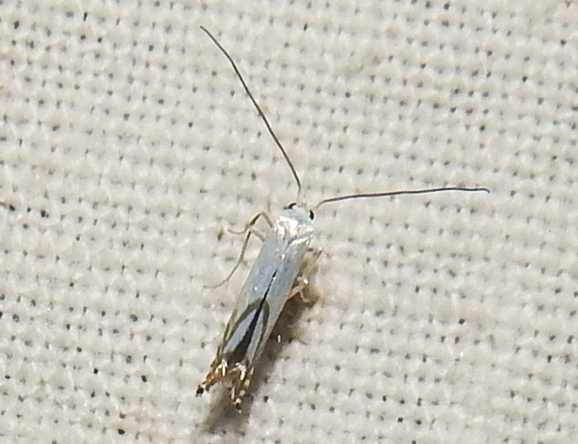 Lyonetia prunifoliella - rózsalevél-ezüstmoly